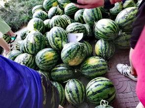 没费吃瓜网,网络舆论场的新势力崛起