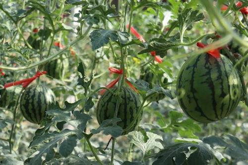 济南小网红吃瓜事件,揭秘网络舆论的风暴与真相